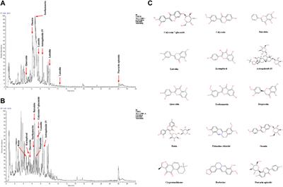 Yiqi Jiedu Huayu Decoction Alleviates Renal Injury in Rats With Diabetic Nephropathy by Promoting Autophagy